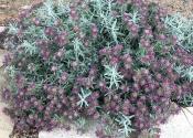 Purple flowering shrub