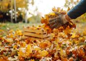 A pair of hands gathers fallen leaves to be put into wooden crate. 