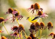 A bird sits atop flower. 