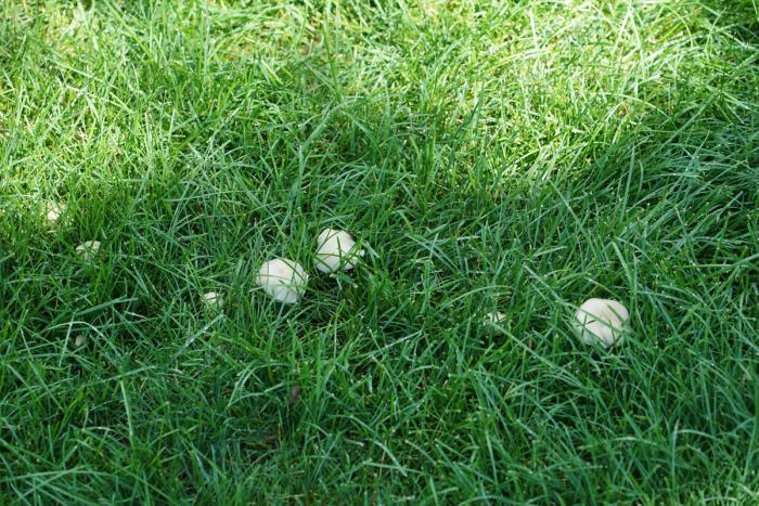 green lawn with mushrooms growing in it
