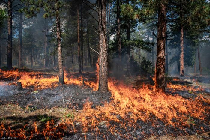 Little Scraggy prescribed burn in Pike National Forest