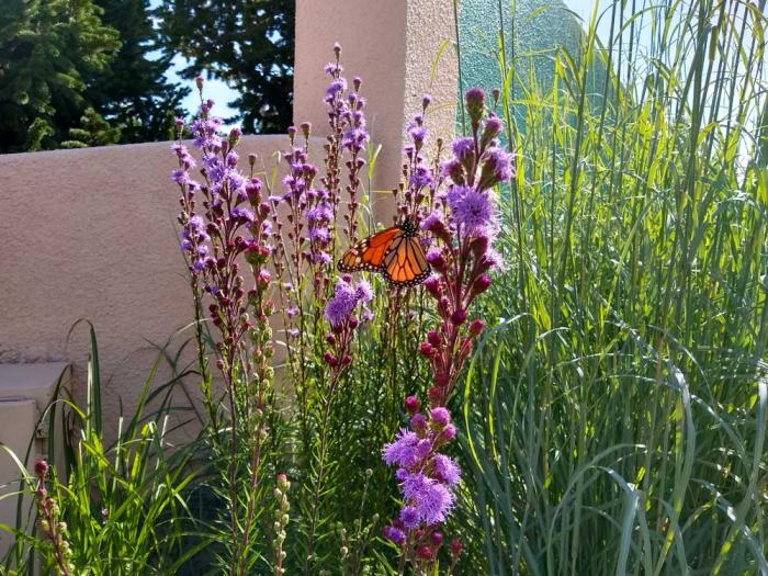 Meadow Blazing Star has purple flowers and attracts Monarch butterflies.