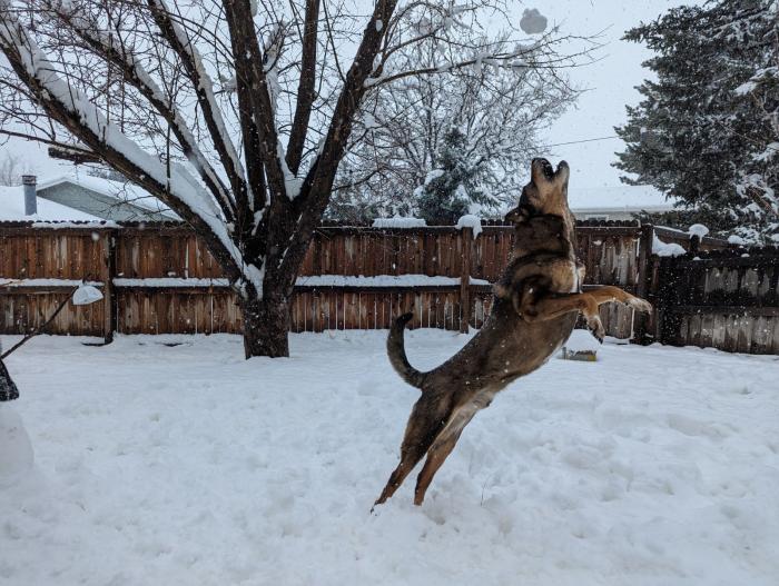 Shepherd dog leaping for snowball in backyard during snowstorm
