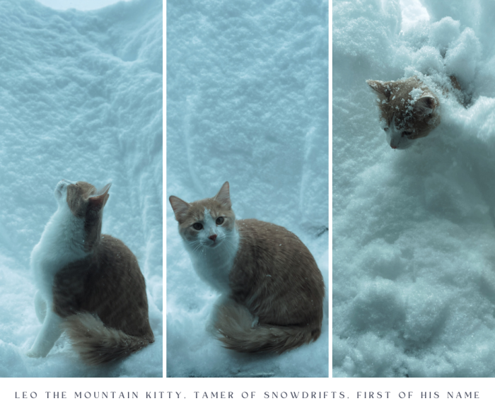Leo the orange cat loves the snow, shown in three pictures where he looks at the snow, looks at the camera and then emerges from the snow