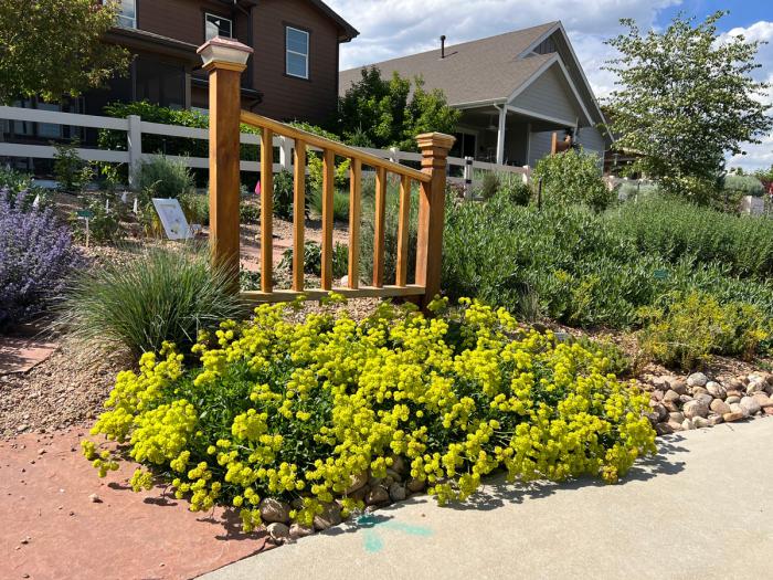 A mound of yellow flowers sprawls across a 3-foot-wide area at the base of a fence. 