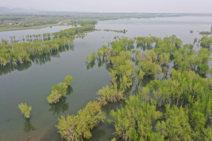 Aerial view of trees in a reservoir