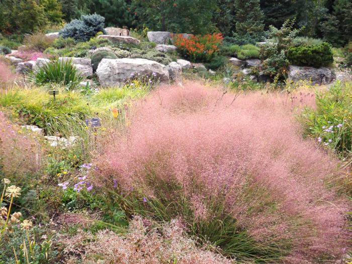 Graceful fine-textured gray-green mounds topped by clouds of tiny ruby flowers that glow brilliantly when backlit in autumn.