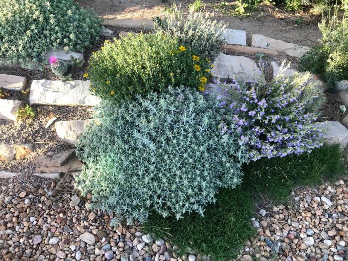 Eversilver's carpet of mounding, silver foliage from summer through winter. In early summer, its charming purple flowers appeal to pollinators and plant lovers alike. In the winter, its silver foliage keeps its color, adding interest to winter landscapes.