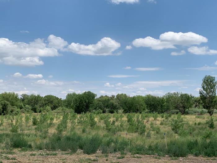 Rows of new cottonwood trees