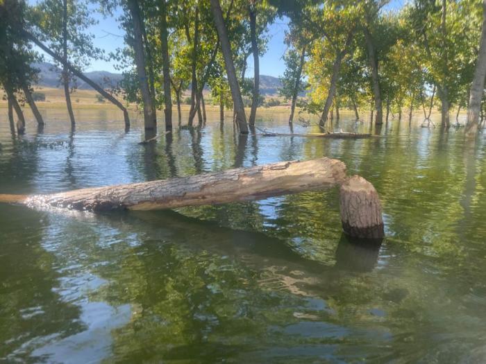 Broken tree in water