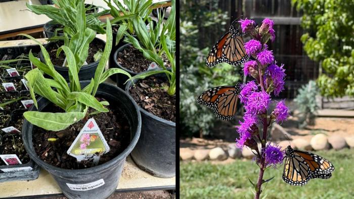 On the left, a pot with a green plant. On the right, a purple flowering plant. 
