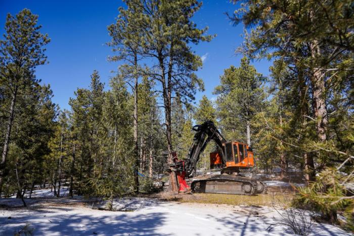Heavy equipment cuts down trees with snow on the ground