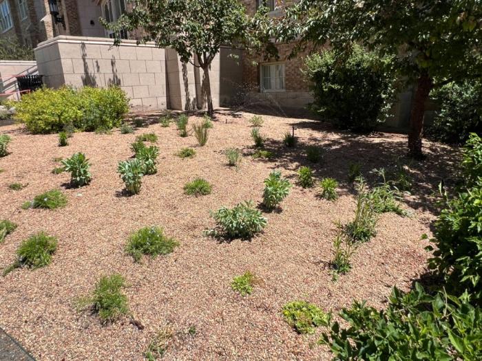 Shrubs and mulch in a low-water-use landscape