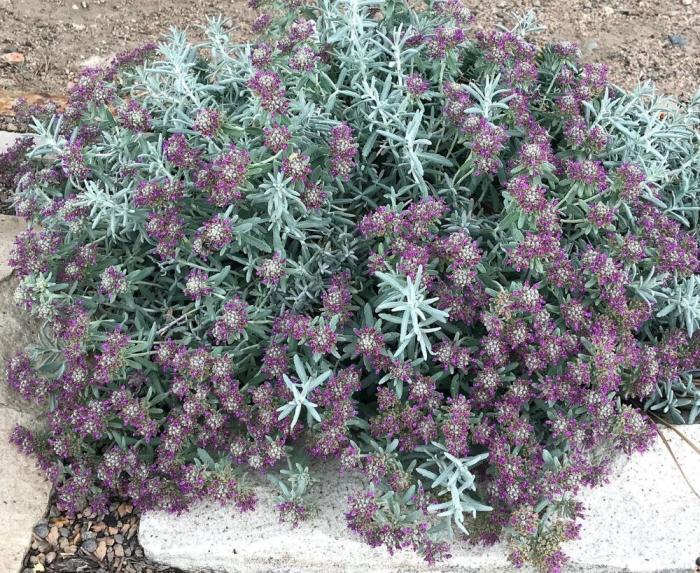 Purple flowering shrub