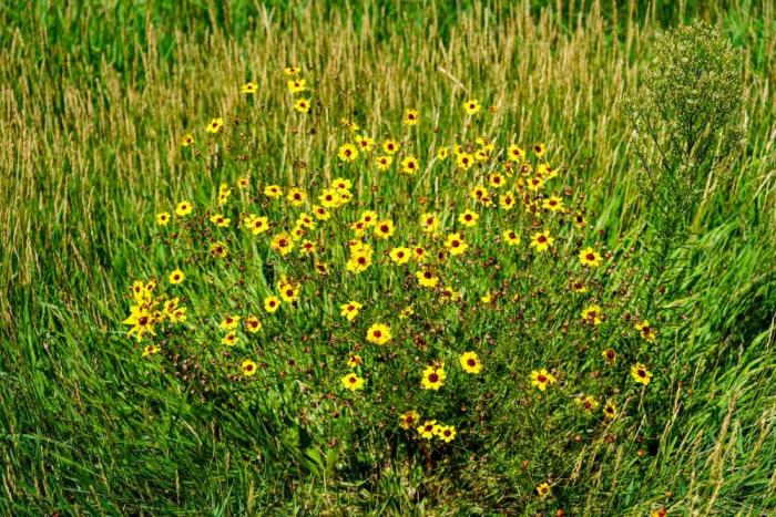 Bright yellow flowers