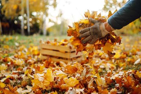 A pair of hands collects fallen leaves to be placed into wooden crate. 