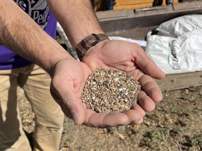 Hands holding a pile of seeds.