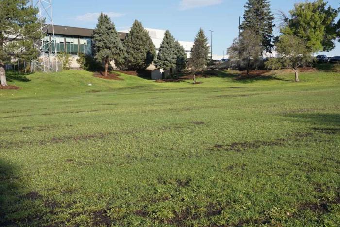 A wide view of a green lawn