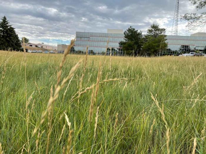 Closeup of grasses waving in the wind with an office building in the background.