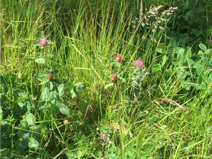 Red flowers surrounded by tall, green grass