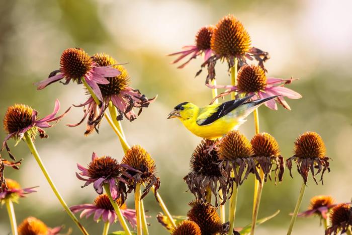 Bird sits atop a flower. Other flowers surround it. 