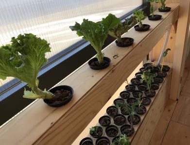 A highly efficient, hydroponic vegetable garden showcased by the Swiss team at the U.S. Department of Energy Solar Decathlon 2017 in Denver.
