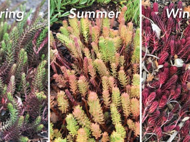 A shrub shown in three different seasons, spring, summer and winter.