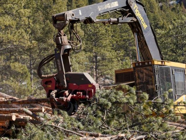 Heavy equipment removes trees