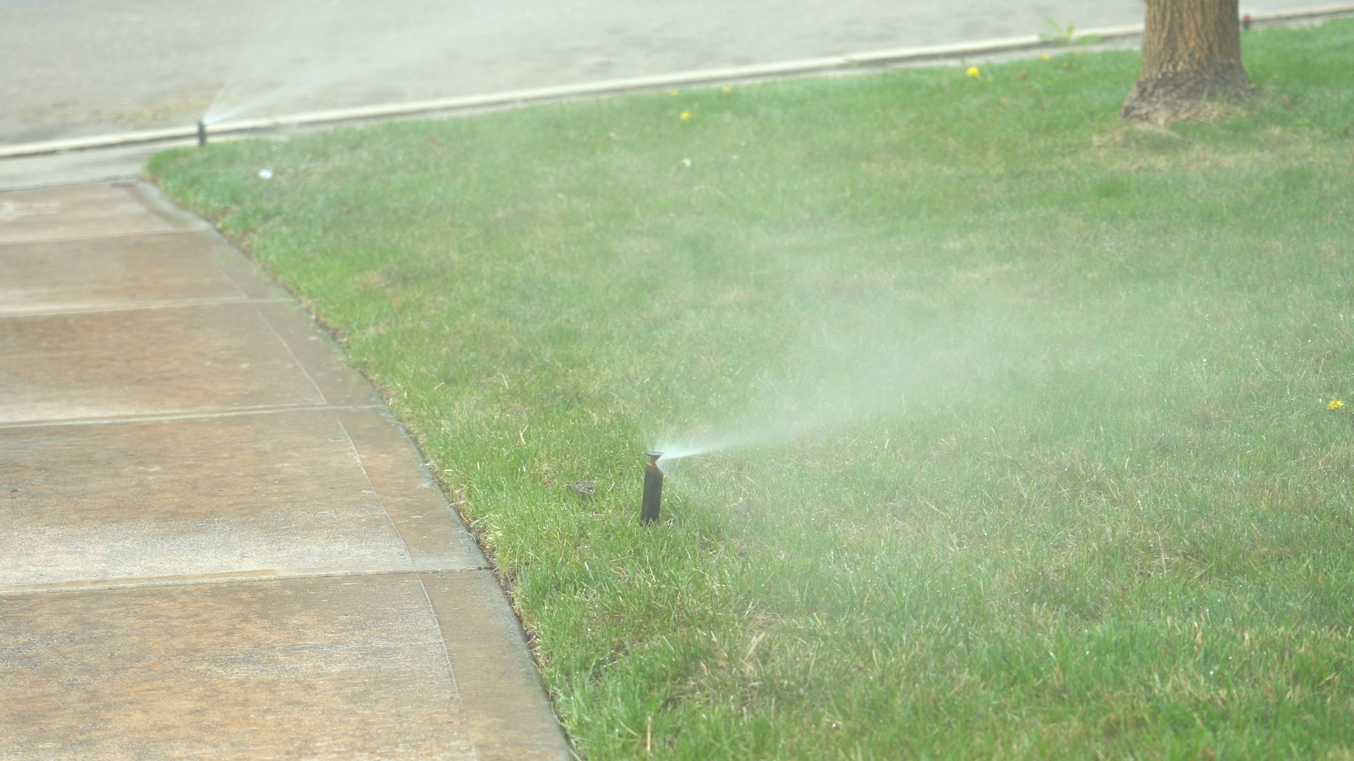 This picture shows a sprinkler on the grass with wind blowing the spray.