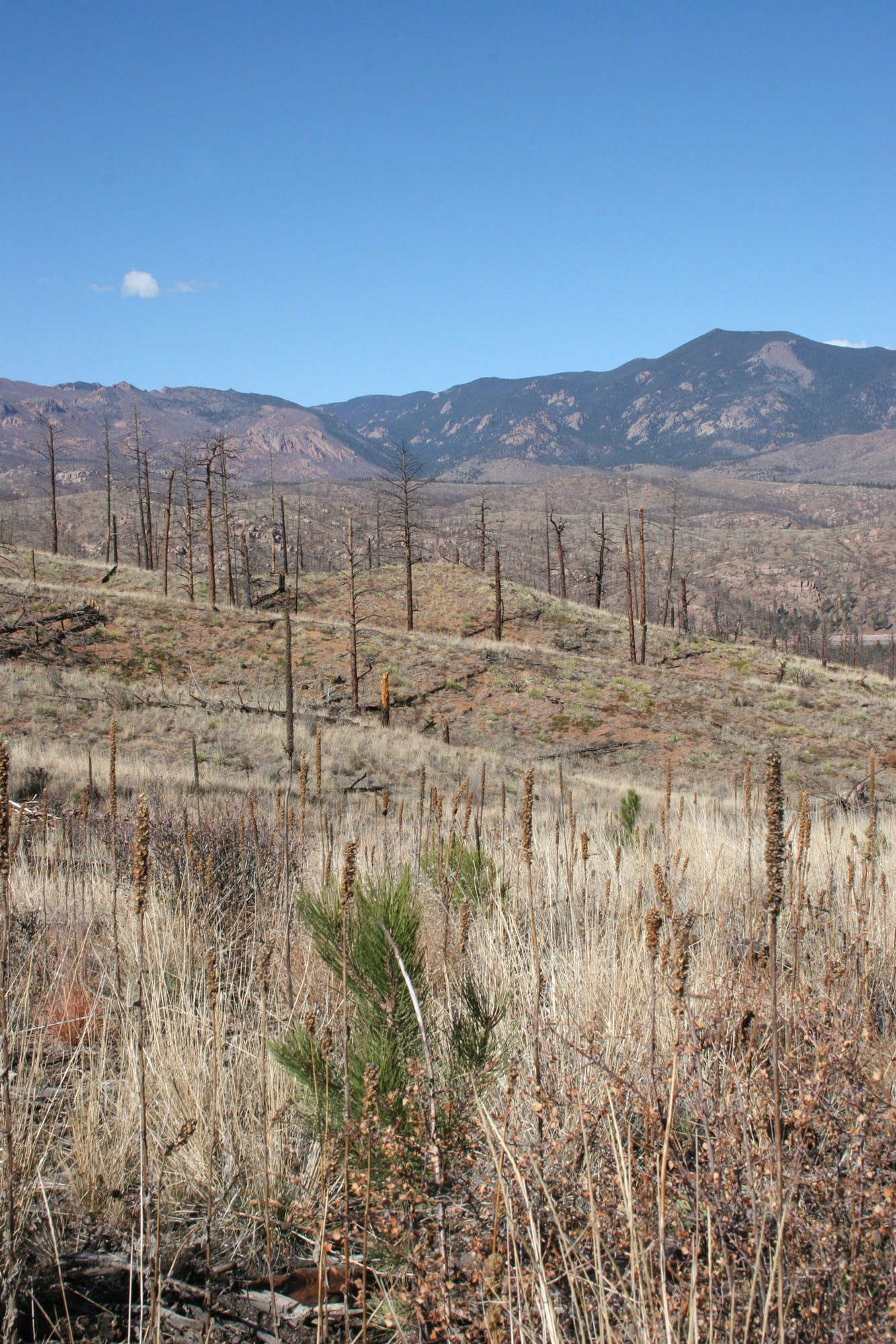 The Legacy Of Colorado’s Largest Wildfire | Denver Water